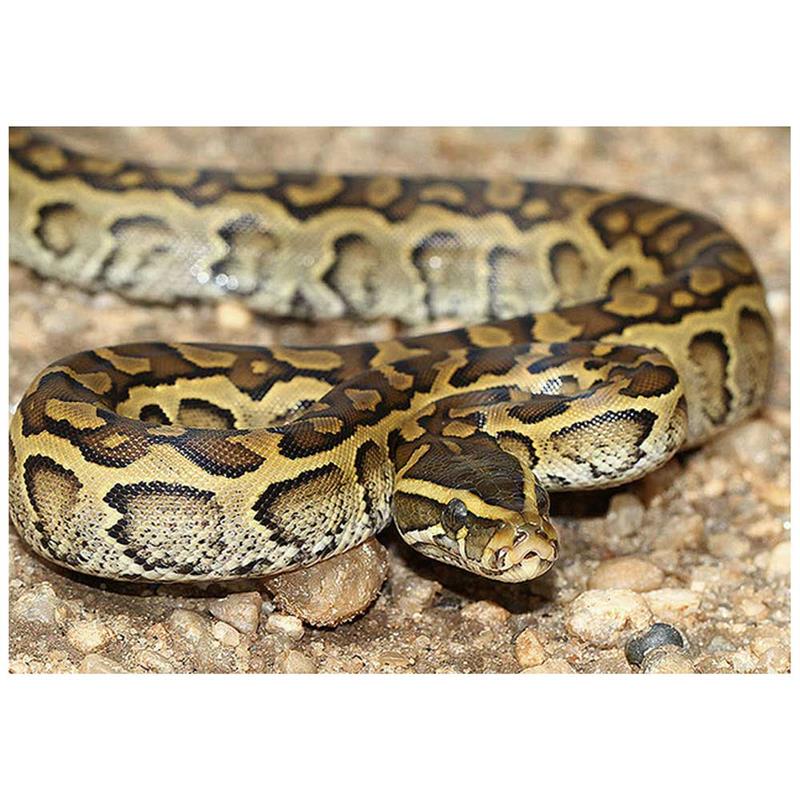 Piton african de stanca (Python sebae) - imagine 5